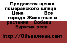 Продаются щенки померанского шпица › Цена ­ 45 000 - Все города Животные и растения » Собаки   . Бурятия респ.